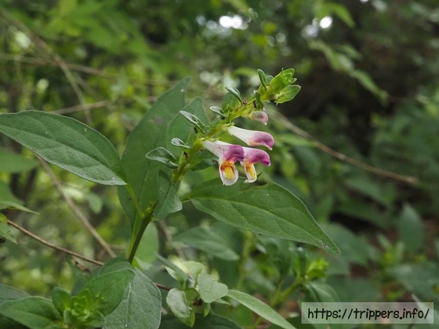 シコクママコナ