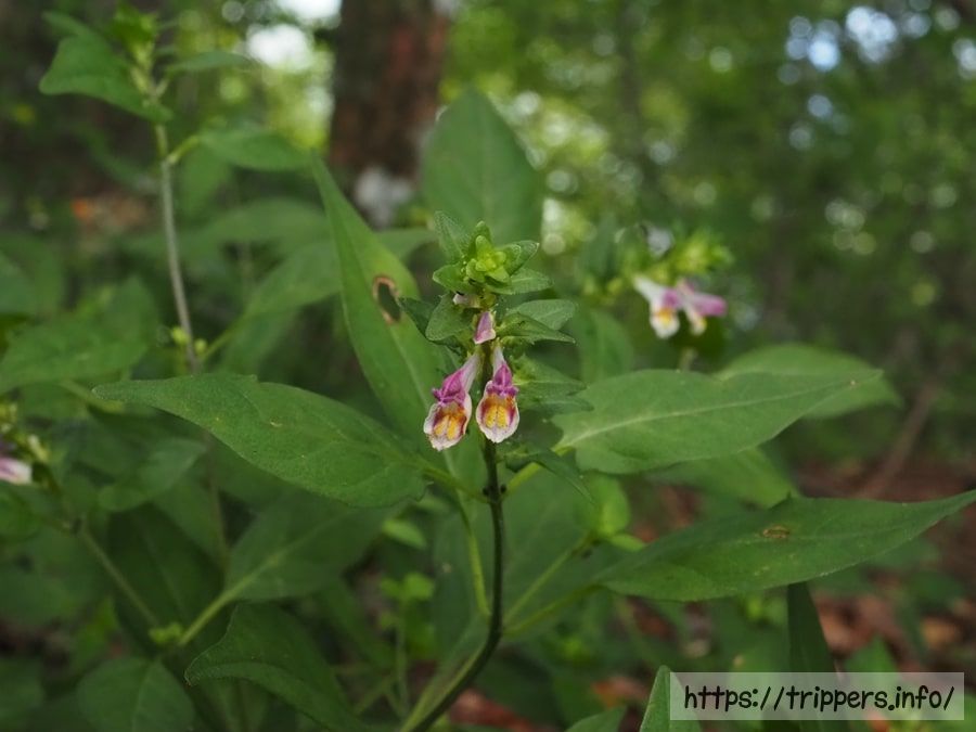 シコクママコナ