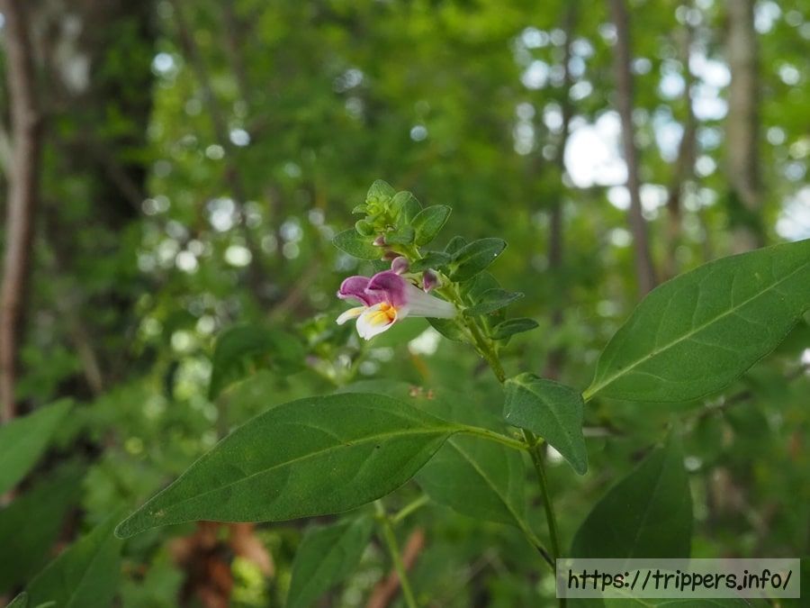 シコクママコナ