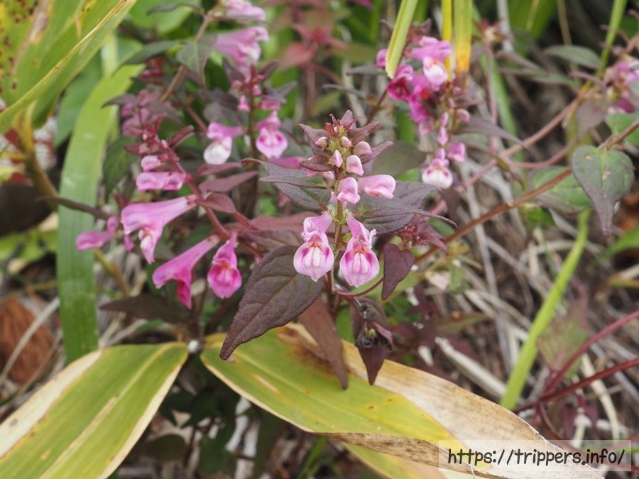 ミヤマママコナ