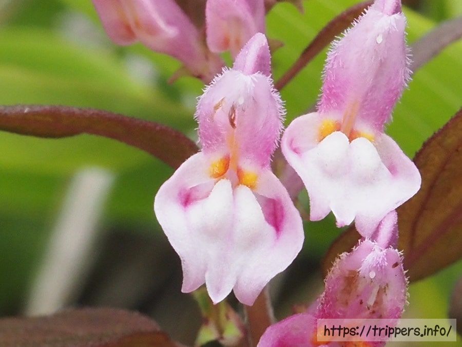 ミヤマママコナ