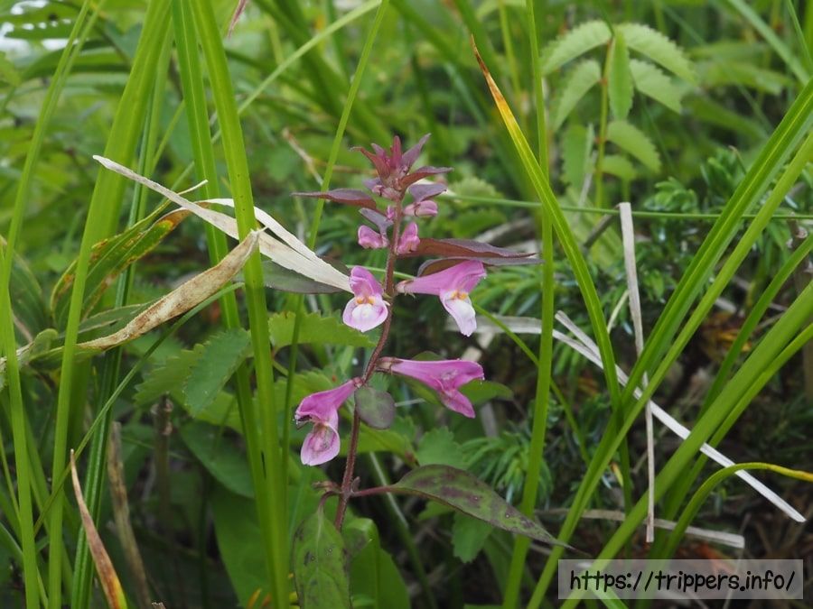 ミヤマママコナ