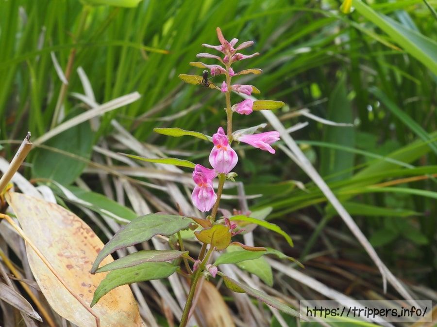 ミヤマママコナ