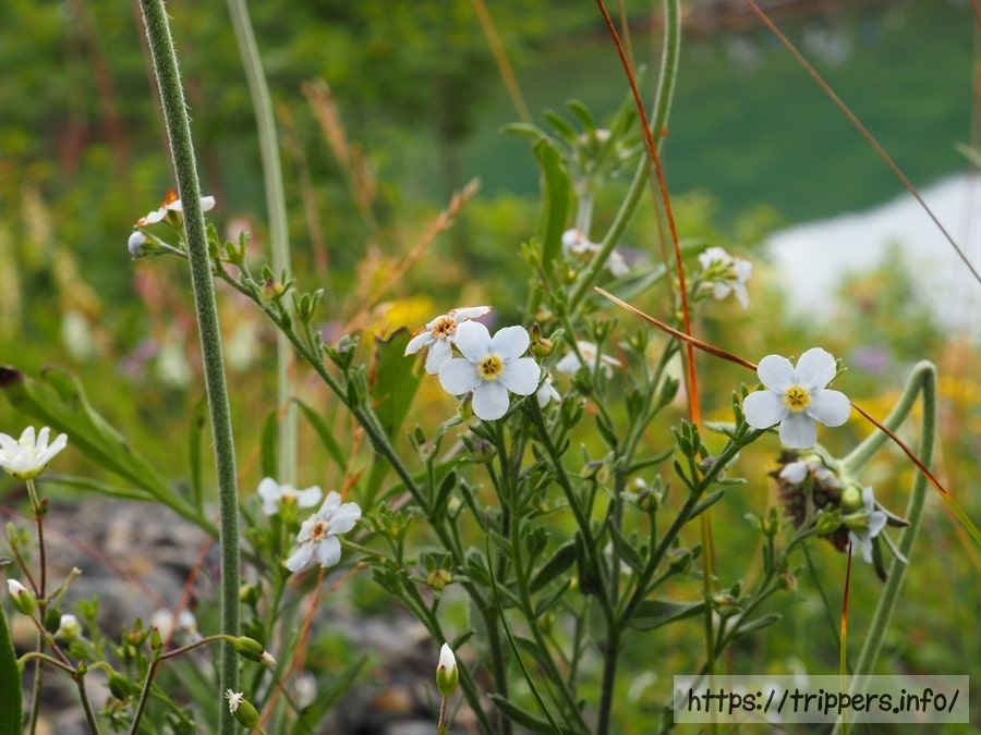 ミヤマムラサキ