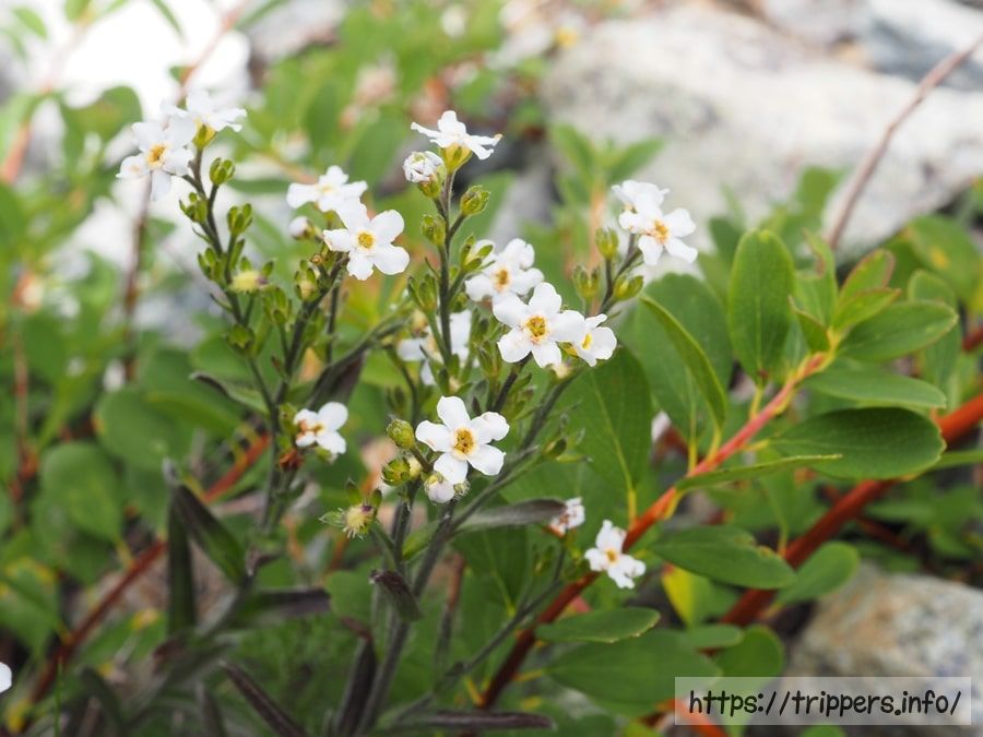 ミヤマムラサキ