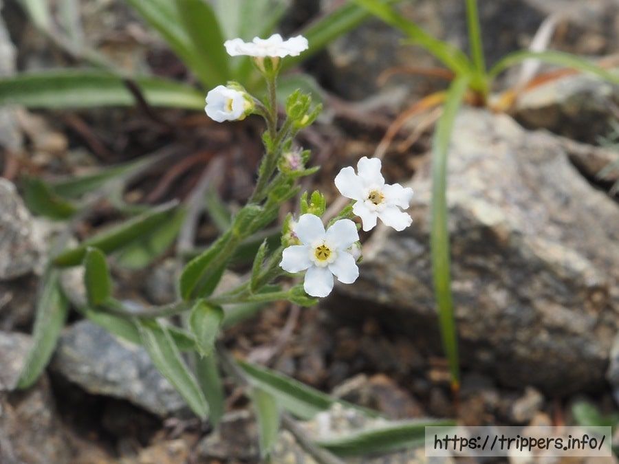 ミヤマムラサキ