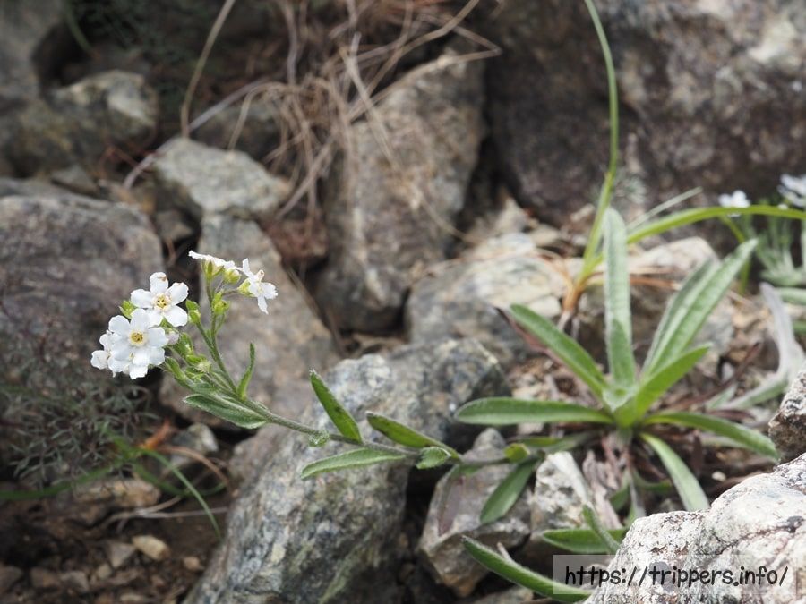 ミヤマムラサキ