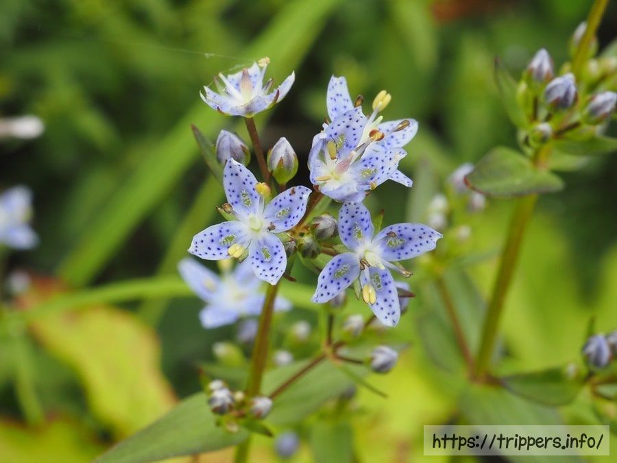 ハッポウタカネセンブリ