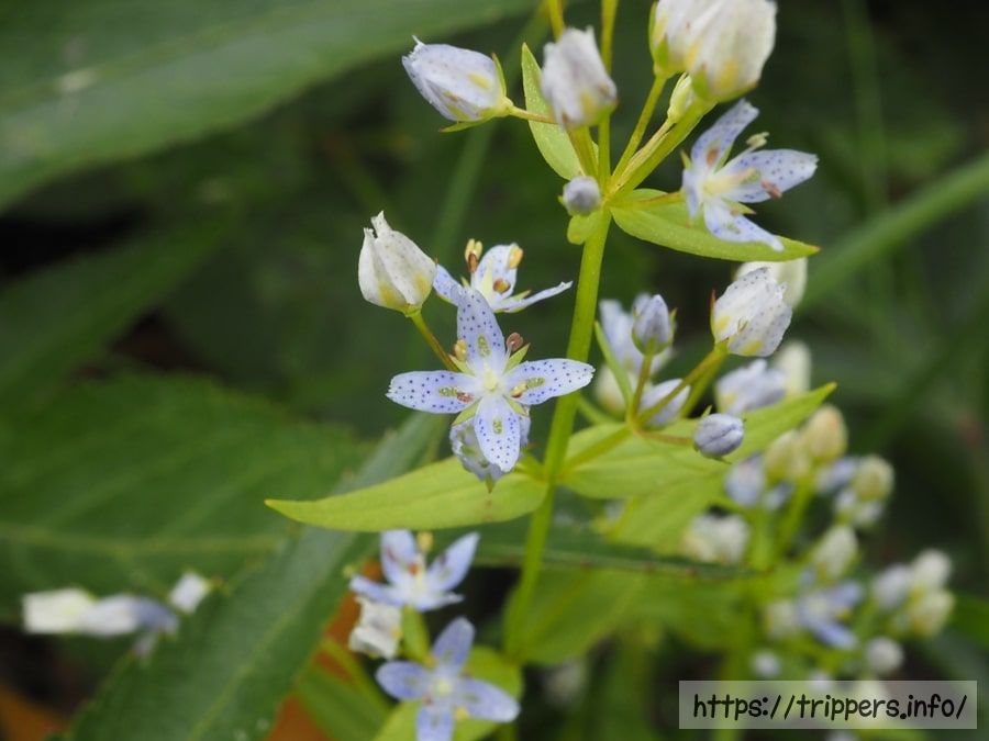 ハッポウタカネセンブリ