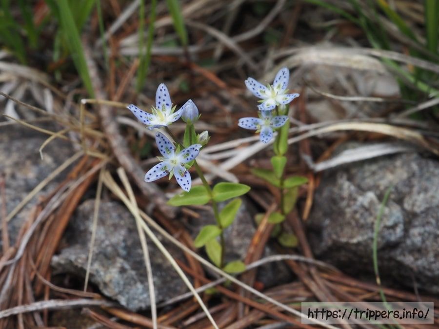 ハッポウタカネセンブリ