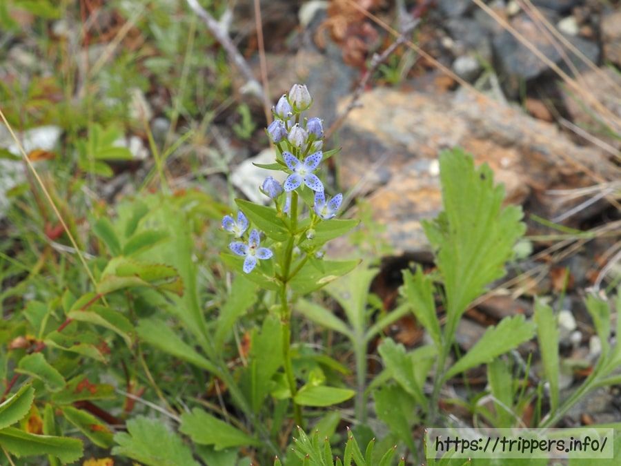 ハッポウタカネセンブリ