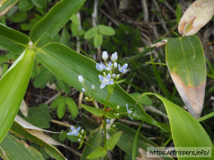 ハッポウタカネセンブリ