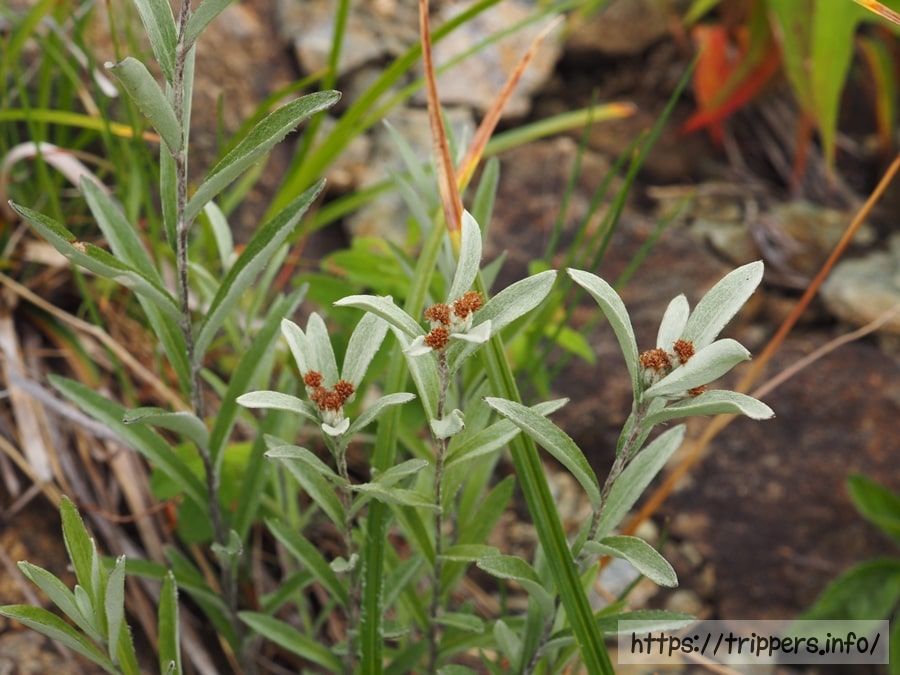 ハッポウウスユキソウ