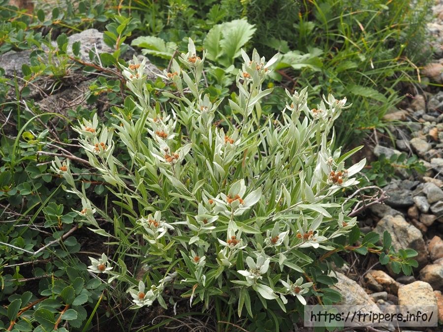 ハッポウウスユキソウ