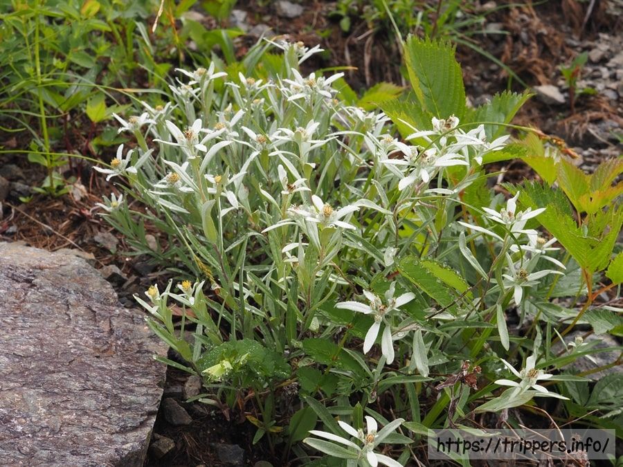 ハッポウウスユキソウ