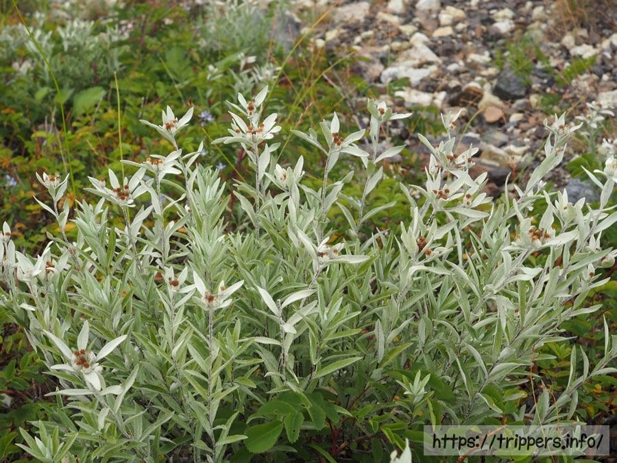 ハッポウウスユキソウ