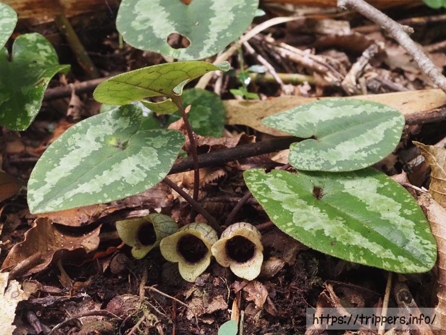 アシタカカンアオイ