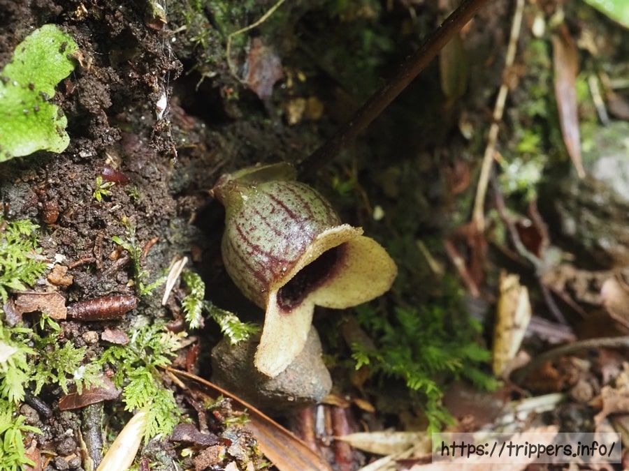 アシタカカンアオイ