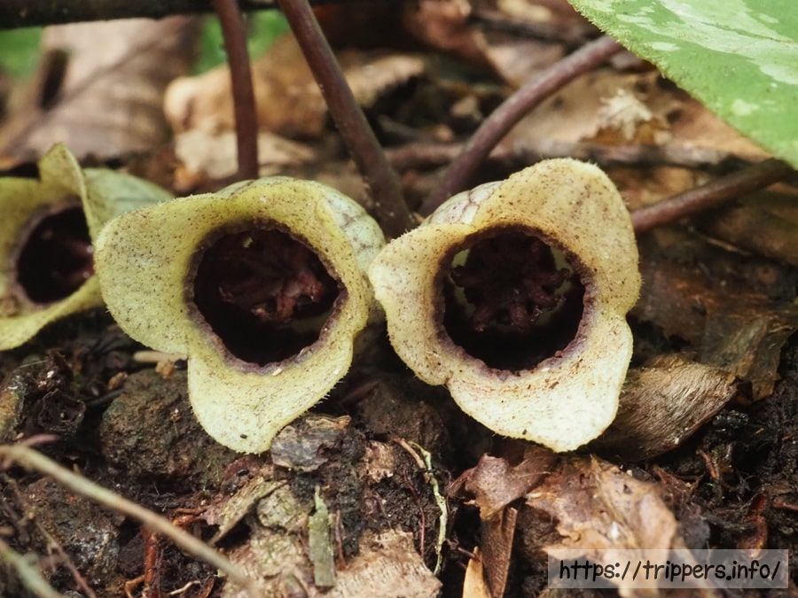 アシタカカンアオイの花