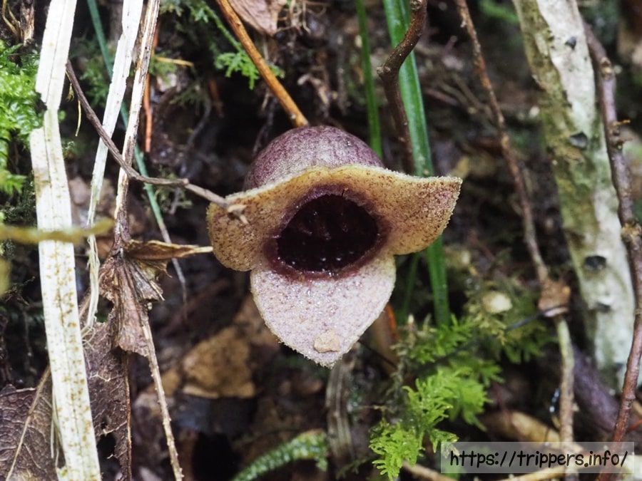 アシタカカンアオイ