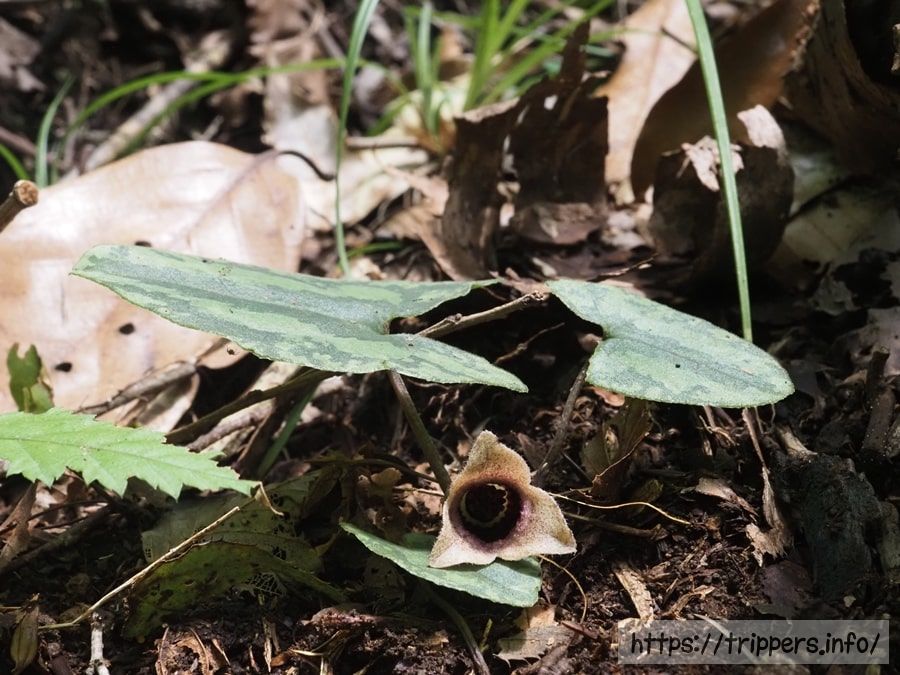 アシタカカンアオイ