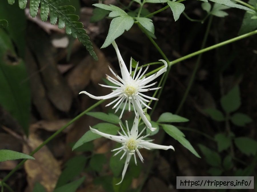 コバノボタンヅル