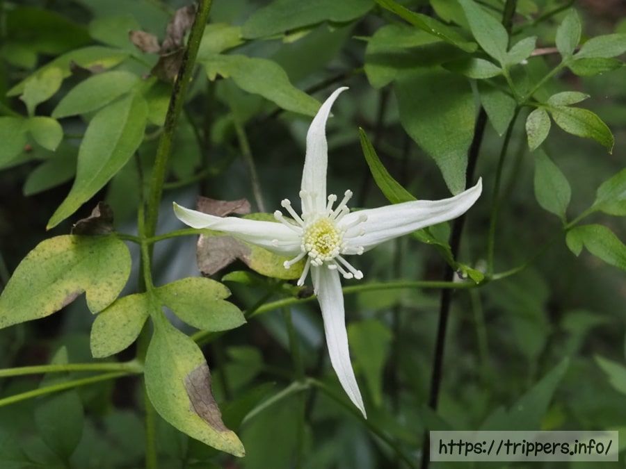 コバノボタンヅル