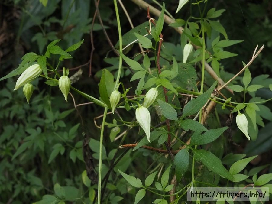 コバノボタンヅル