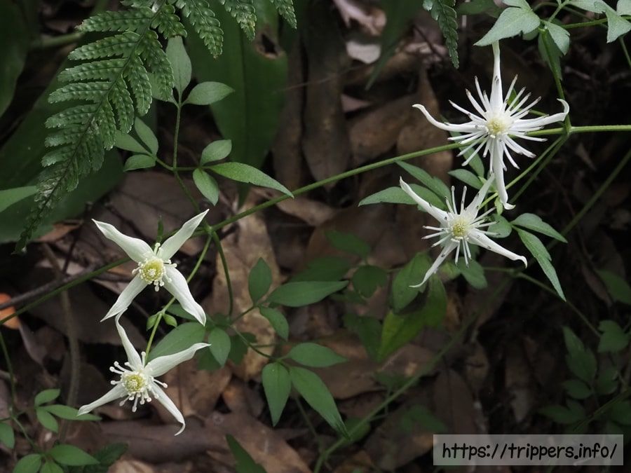 コバノボタンヅル