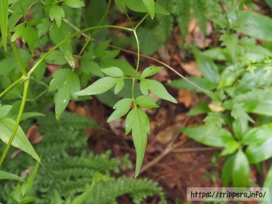 コバノボタンヅル