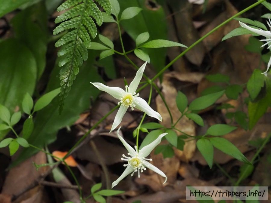 コバノボタンヅル