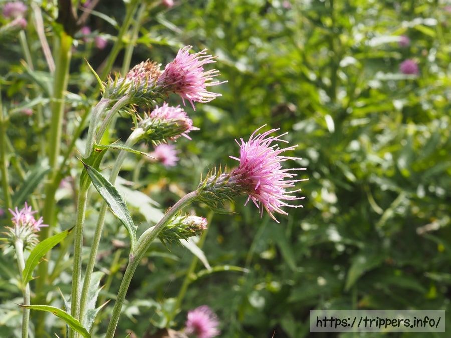 ハチオウジアザミ