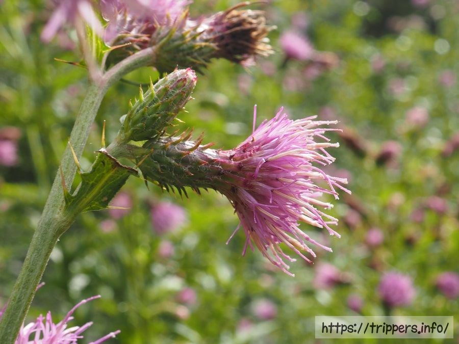 ハチオウジアザミ