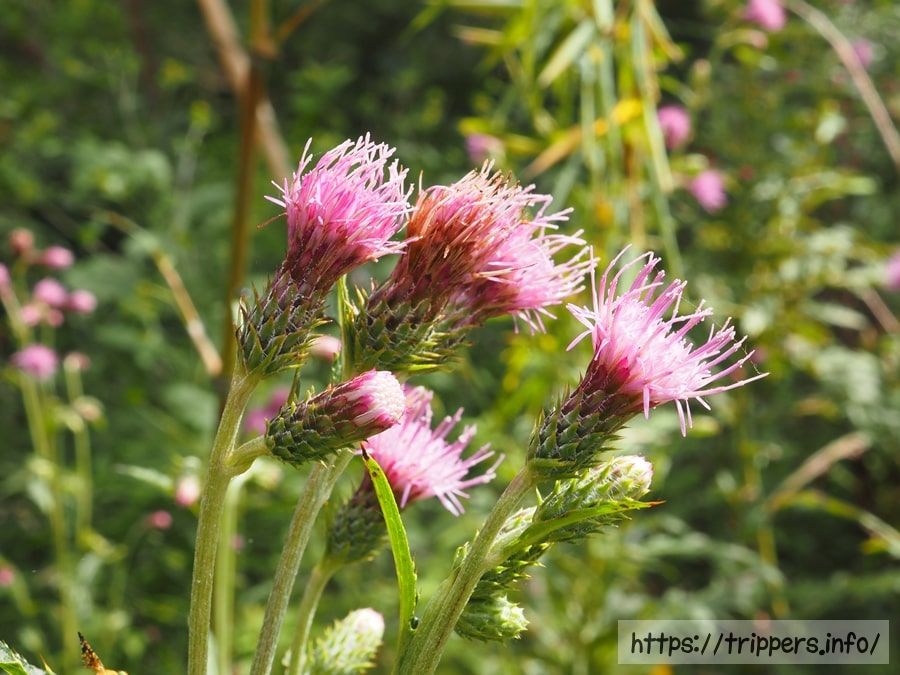 ハチオウジアザミ