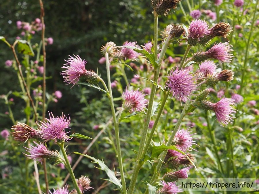 ハチオウジアザミ
