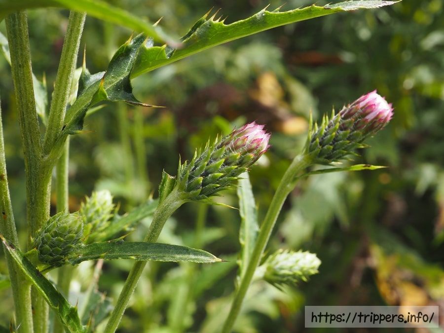ハチオウジアザミ