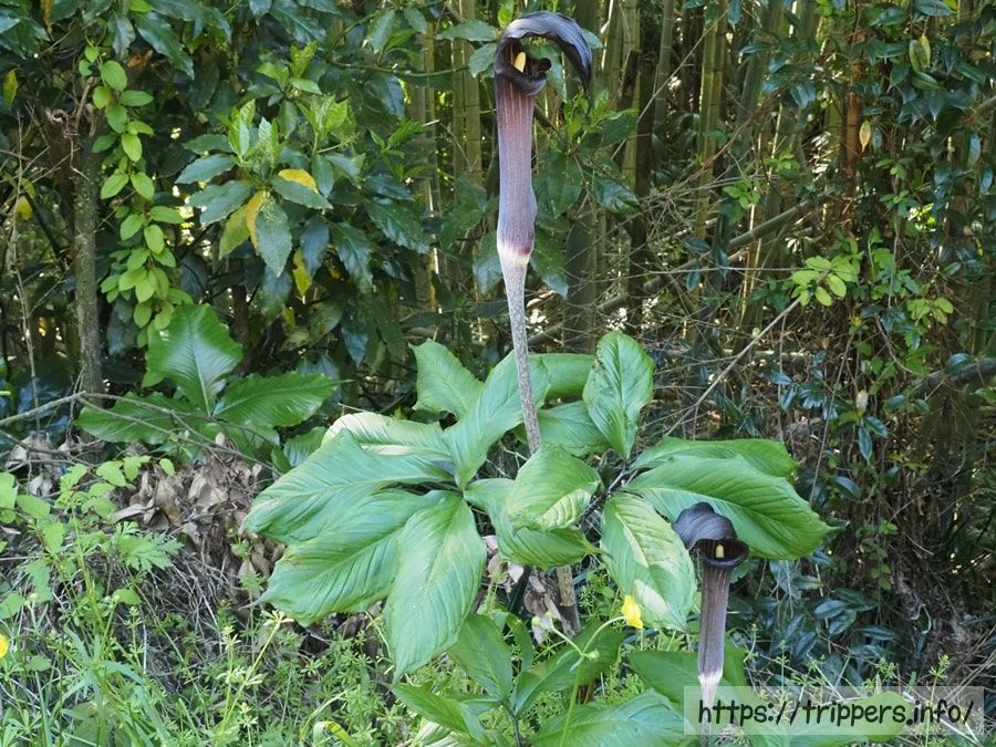 ヒトヨシテンナンショウ