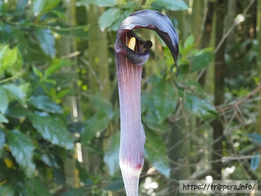 ヒトヨシテンナンショウ