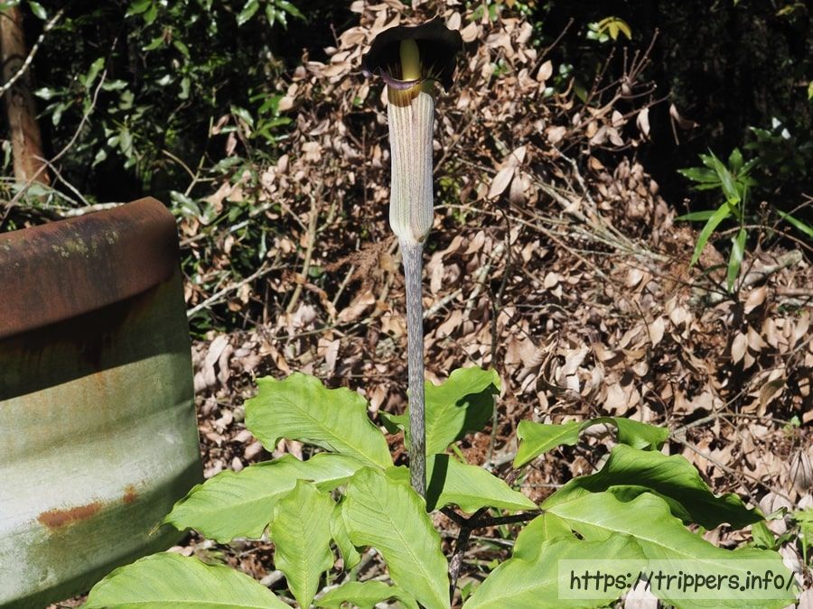 ヒトヨシテンナンショウ