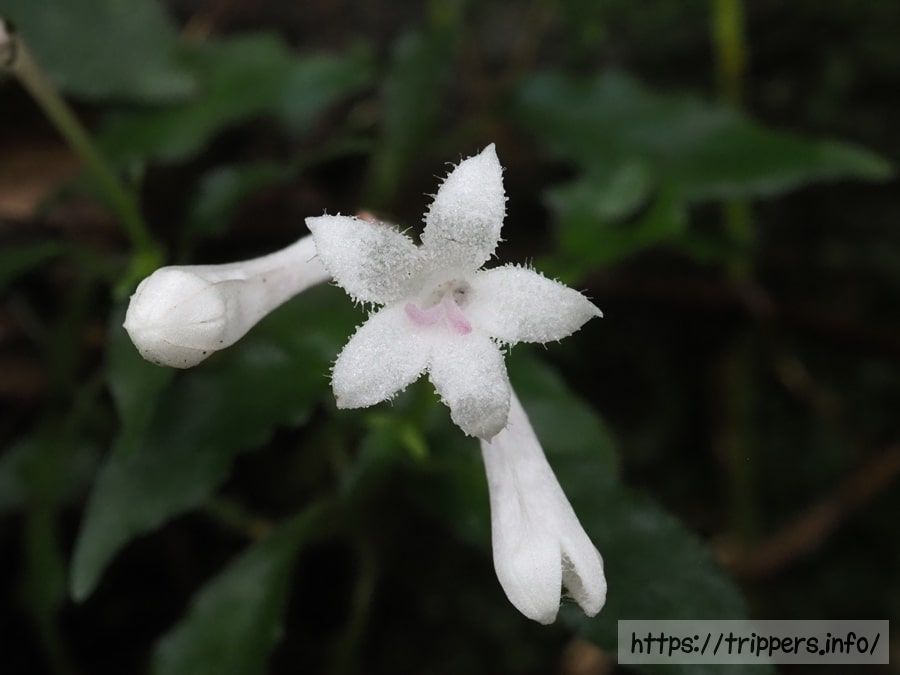 サツマイナモリ