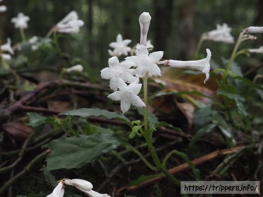 サツマイナモリ