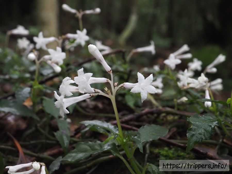 サツマイナモリ