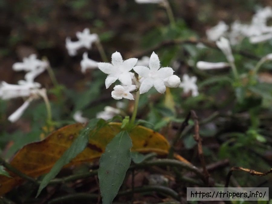 サツマイナモリ