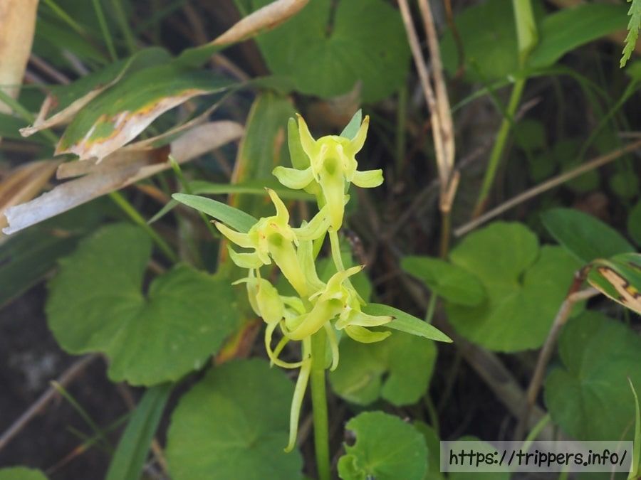 タカネサギソウ