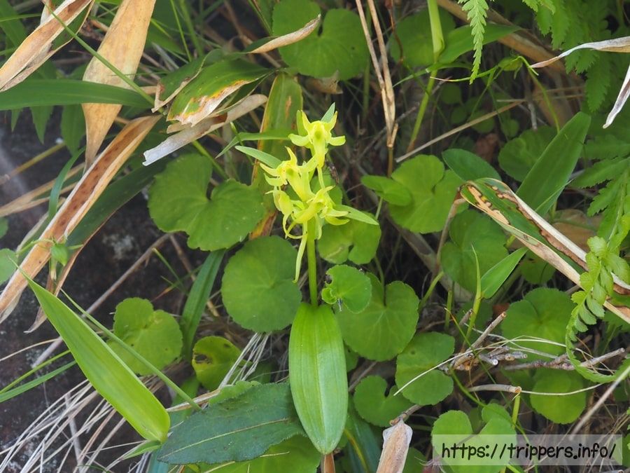 タカネサギソウ