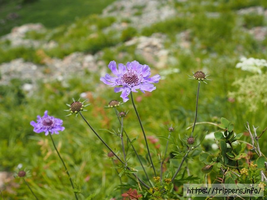 タカネマツムシソウ