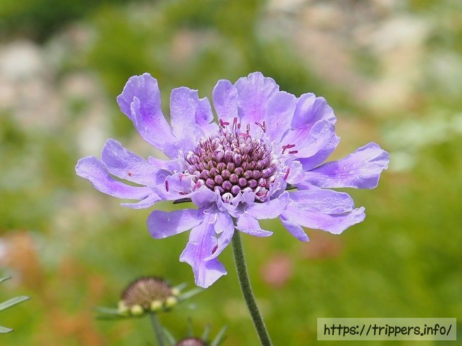 タカネマツムシソウ