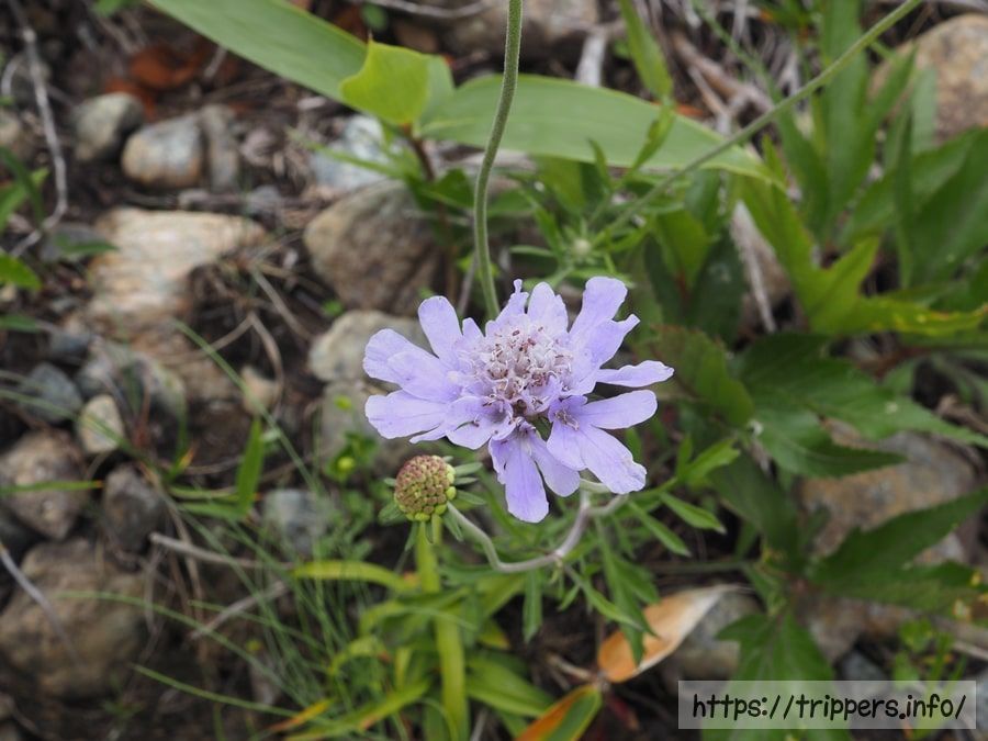 タカネマツムシソウ