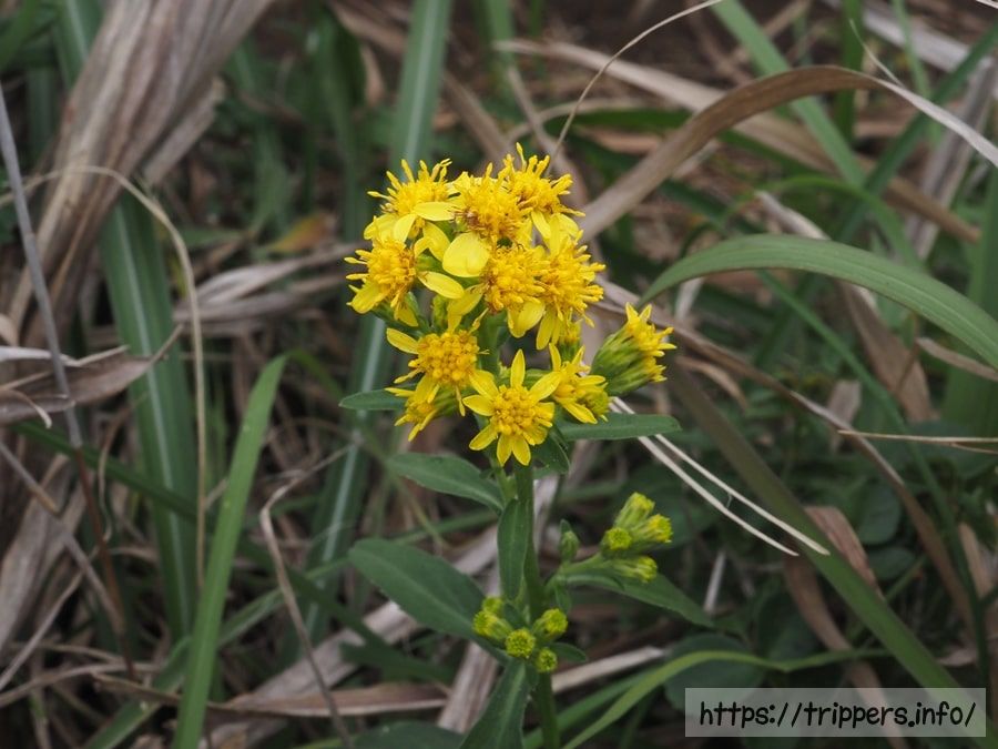 ハマアキノキリンソウ