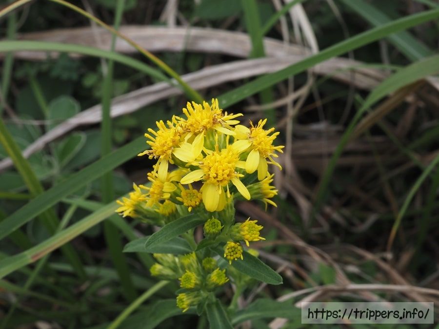 ハマアキノキリンソウ